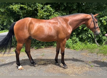 Hannover, Castrone, 7 Anni, 168 cm, Baio