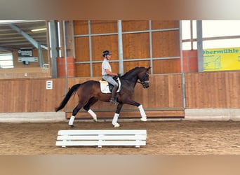 Hannover, Castrone, 7 Anni, 168 cm, Baio scuro