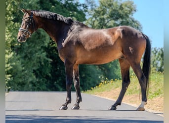 Hannover, Castrone, 7 Anni, 168 cm, Baio scuro