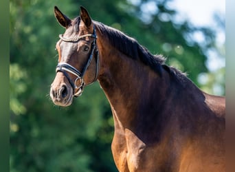 Hannover, Castrone, 7 Anni, 168 cm, Baio scuro