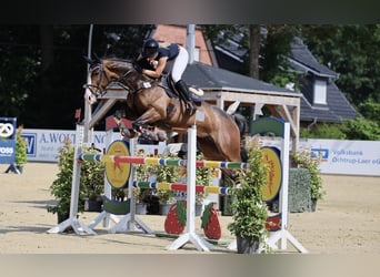 Hannover, Castrone, 7 Anni, 168 cm