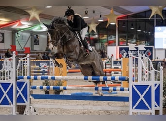 Hannover, Castrone, 7 Anni, 168 cm