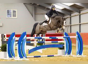 Hannover, Castrone, 7 Anni, 168 cm