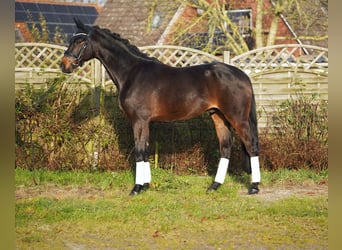 Hannover, Castrone, 7 Anni, 169 cm, Baio scuro