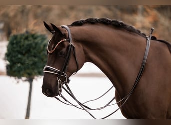 Hannover, Castrone, 7 Anni, 169 cm, Morello