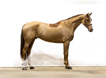 Hannover, Castrone, 7 Anni, 169 cm, Sauro