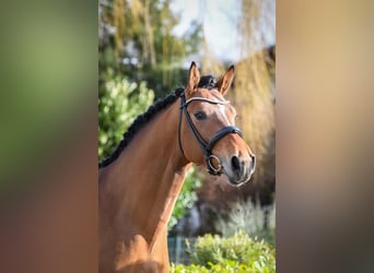 Hannover, Castrone, 7 Anni, 170 cm, Baio