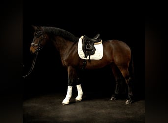 Hannover, Castrone, 7 Anni, 170 cm, Baio nero