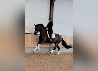 Hannover, Castrone, 7 Anni, 170 cm, Baio nero