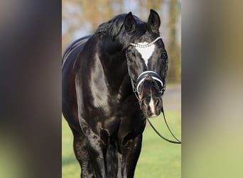Hannover, Castrone, 7 Anni, 170 cm, Baio nero
