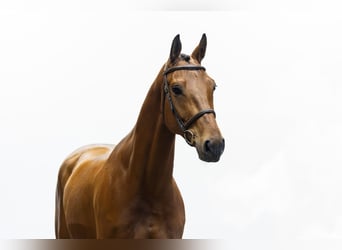 Hannover, Castrone, 7 Anni, 170 cm