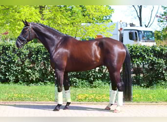 Hannover, Castrone, 7 Anni, 170 cm, Morello