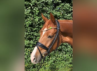 Hannover, Castrone, 7 Anni, 170 cm, Sauro