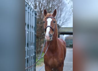 Hannover, Castrone, 7 Anni, 170 cm, Sauro