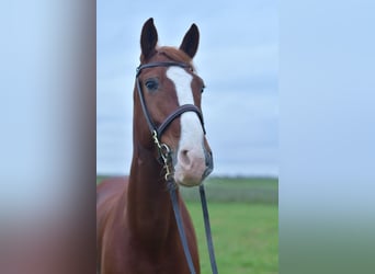 Hannover, Castrone, 7 Anni, 170 cm, Sauro