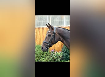 Hannover, Castrone, 7 Anni, 172 cm, Baio