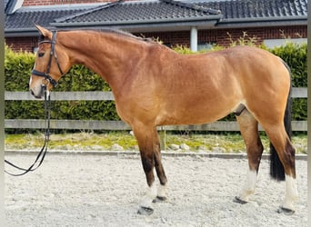 Hannover, Castrone, 7 Anni, 172 cm, Baio