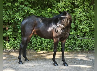 Hannover, Castrone, 7 Anni, 172 cm, Baio nero