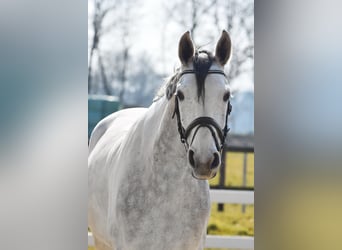 Hannover, Castrone, 7 Anni, 172 cm, Grigio
