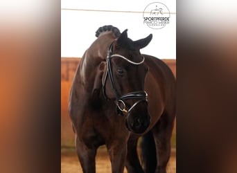 Hannover, Castrone, 7 Anni, 172 cm, Morello