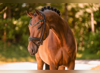 Hannover, Castrone, 7 Anni, 173 cm, Baio