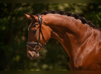 Hannover, Castrone, 7 Anni, 173 cm, Baio