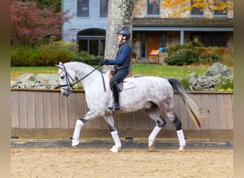 Hannover, Castrone, 7 Anni, 173 cm, Grigio