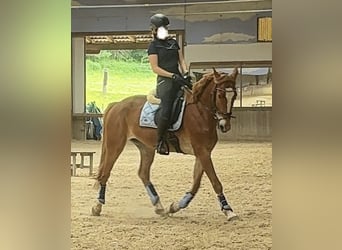Hannover Mix, Castrone, 7 Anni, 173 cm, Sauro