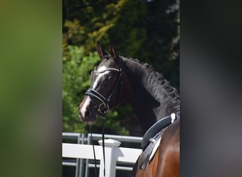 Hannover, Castrone, 7 Anni, 174 cm, Baio scuro