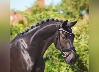 Hannover, Castrone, 7 Anni, 174 cm, Morello