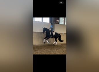 Hannover, Castrone, 7 Anni, 174 cm, Morello