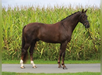 Hannover, Castrone, 7 Anni, 174 cm, Sauro scuro