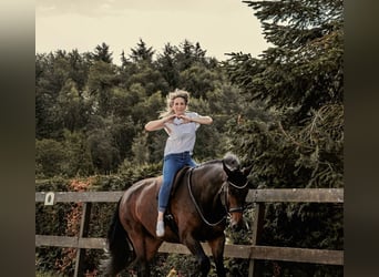 Hannover, Castrone, 7 Anni, 175 cm, Baio