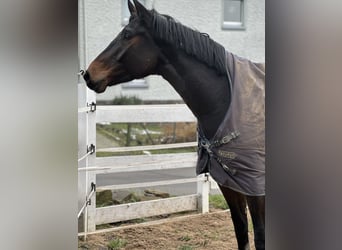 Hannover, Castrone, 7 Anni, 175 cm, Baio