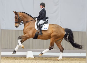 Hannover, Castrone, 7 Anni, 175 cm, Baio