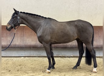 Hannover, Castrone, 7 Anni, 175 cm, Baio scuro