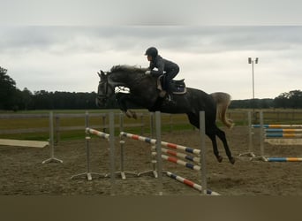 Hannover, Castrone, 7 Anni, 175 cm, Grigio