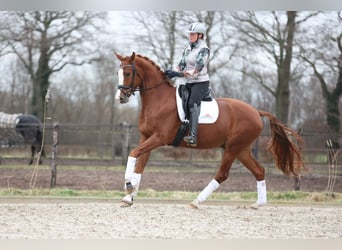 Hannover, Castrone, 7 Anni, 175 cm, Sauro