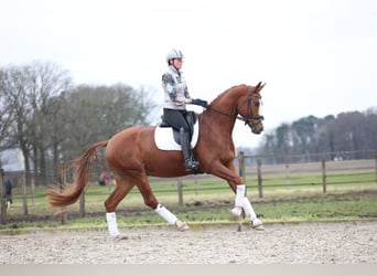 Hannover, Castrone, 7 Anni, 175 cm, Sauro