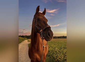 Hannover, Castrone, 7 Anni, 175 cm, Sauro scuro