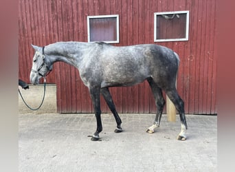 Hannover, Castrone, 7 Anni, 177 cm, Grigio pezzato
