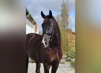 Hannover, Castrone, 7 Anni, 178 cm, Morello