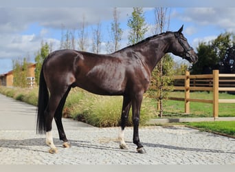 Hannover, Castrone, 7 Anni, 178 cm, Morello