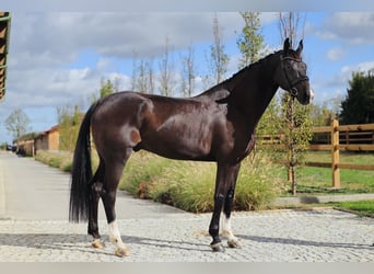 Hannover, Castrone, 7 Anni, 178 cm, Morello