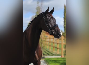 Hannover, Castrone, 7 Anni, 178 cm, Morello