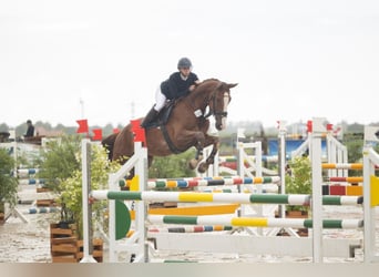Hannover, Castrone, 7 Anni, 179 cm, Sauro