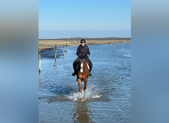 Hannover, Castrone, 7 Anni, 179 cm, Sauro