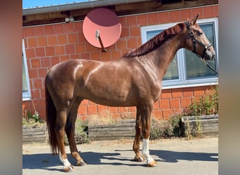 Hannover, Castrone, 7 Anni, 180 cm