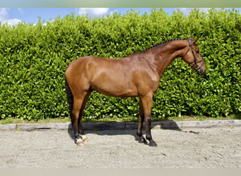 Hannover, Castrone, 7 Anni, Baio