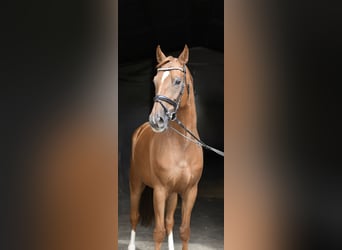 Hannover, Castrone, 8 Anni, 163 cm, Sauro
